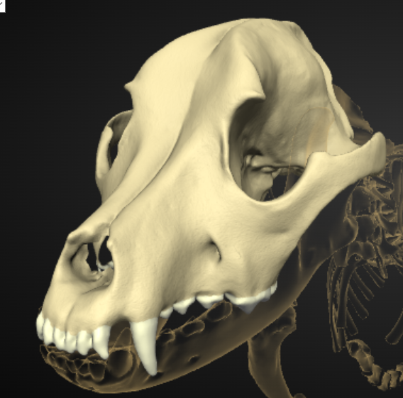 Dog Anatomy Flashcards Knowt