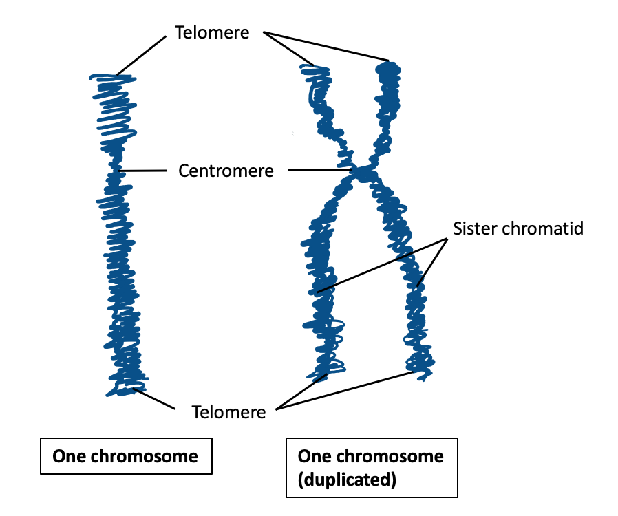 <p>Telomeres are at the two “ends” of a chromosome, Centromeres are in the center of a chromosome</p>