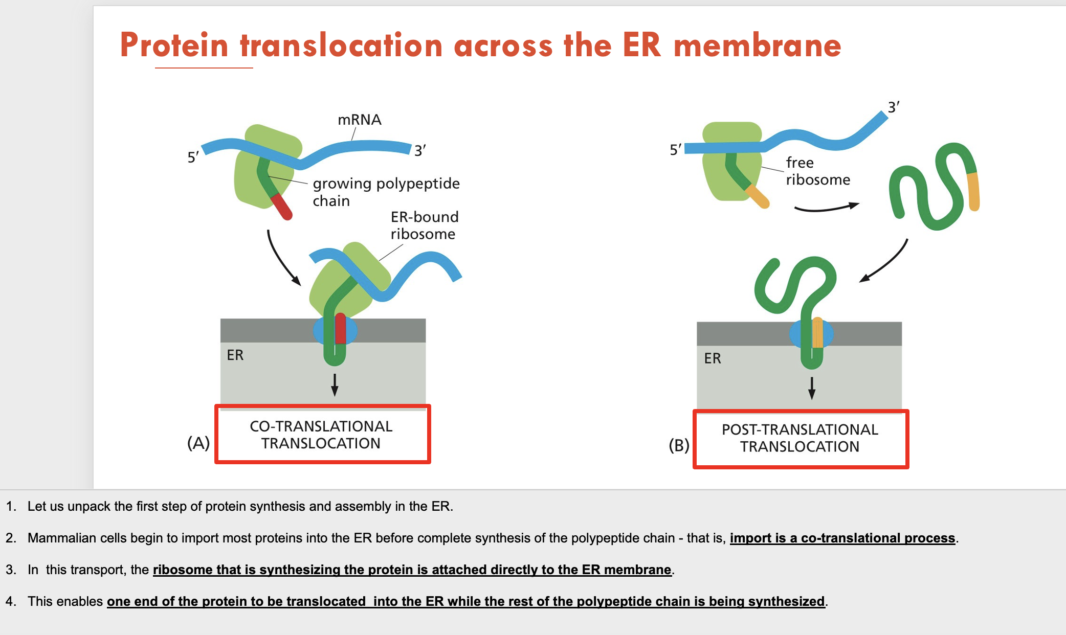 <ol><li><p><strong>Co-translational translocation:</strong> protein is synthesised while bound to the ER</p></li><li><p><strong>Post-translational translocation:</strong> protein is synthesised in a free ribosome then moved to the ER</p></li></ol><p></p>