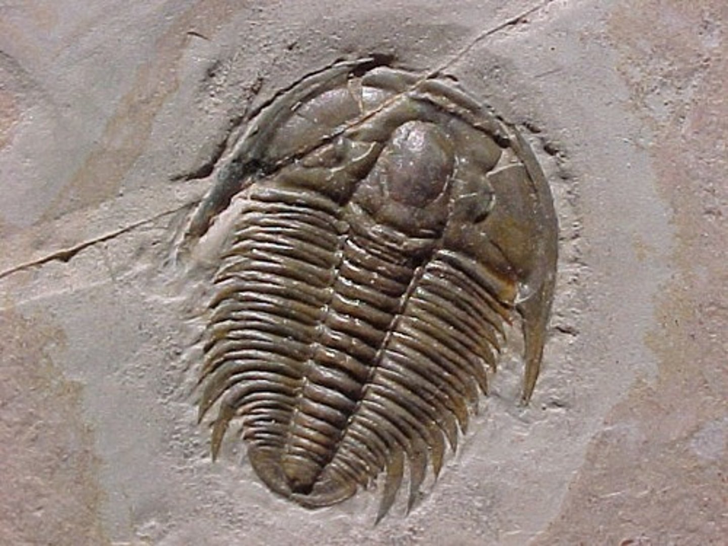 <p>Trilobites, extinct arthropods</p>