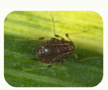 <p>Common name: </p><p>Scientific name:</p><p>Damage:</p>