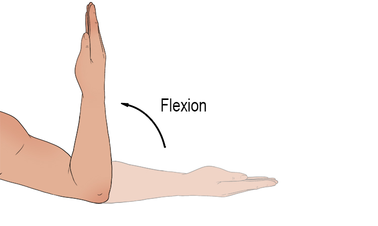 <p>closing of the joint angle around the frontal axis at the joint</p>