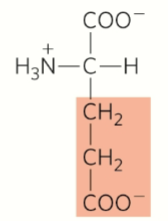 <p>Negative charge</p>