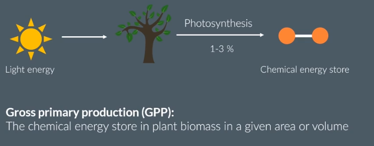 <p>Gross primary production (GPP)</p>