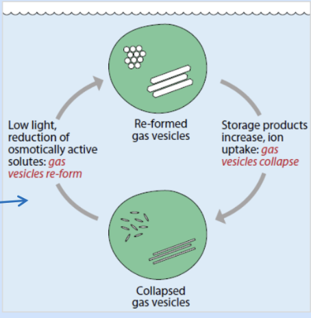 knowt flashcard image