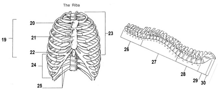 <p>Axial Skeleton- bony thorax and vertebrae</p>