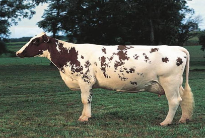 <p>Cattle without hump</p>