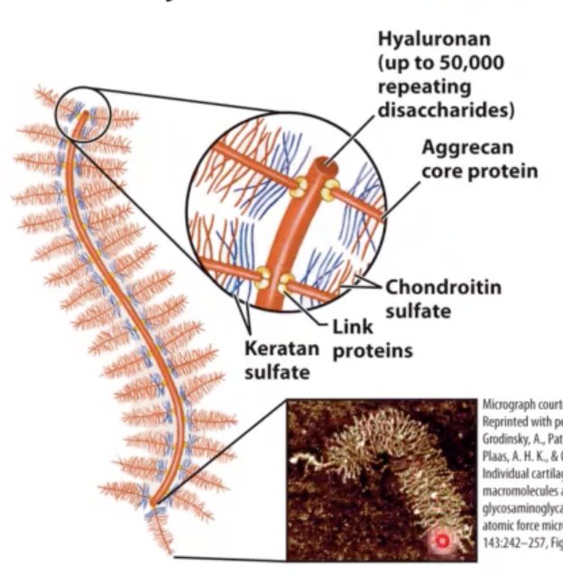 <p>this disaccharide linked to?</p>