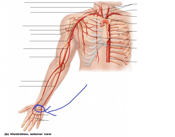 <p>arching artery in a loop, deeper in the aspect of the hand and closer to the mass of the carpals</p>