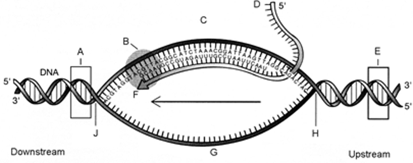 <p>e. RNA polymerase.</p>