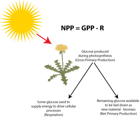 <p><span><strong>Gross Primary Productivity (GPP):</strong> The total amount of energy that is captured by plants through photosynthesis in a given area or ecosystem</span></p><p><span><strong>Net Primary Productivity (NPP):</strong> The amount of energy that remains after plants have used some of their captured energy for their own respiration</span></p>