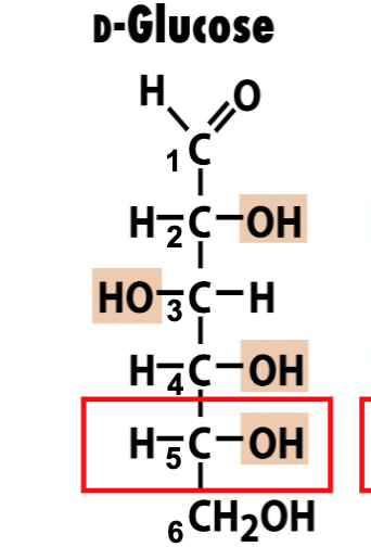 <ul><li><p>“dextrorotary” → means if you shine a light through it bends right </p></li><li><p>OH on the right means D form </p></li></ul><p></p>