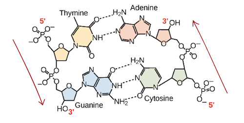 Graph highlighting the 3' and 5' structure, as well as each nitrogenous base.