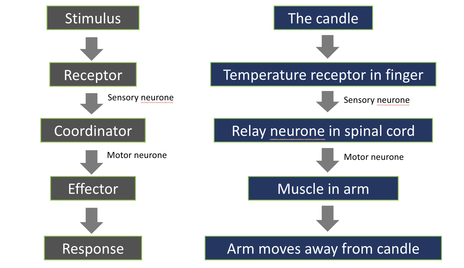 <p>Stimulus → Receptor (sensory neurone)→ Coordinator (motor neurone) → Effector → Response</p><p>The Candle → Temperature Receptor in Finger (sensory neurone) → Relay neurone in spinal cord  (motor neurone) → Muscle in arm → Arm moves away from candle</p>