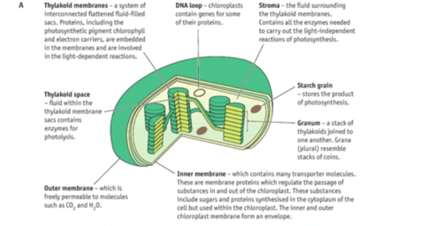 <p>Thylakoids - provide Large SA:V, allow as much light to be absorbed as possible</p><p>Within thylakoid membrane are photosystems (pigment molecules which give plants their colour attached to protein). </p><ul><li><p>Photosystem pigments = Chlorophyll A, Chlorophyll B and carotene.</p></li><li><p>2 Photosystems: PSI - absorbs light at wavelength 700nm, PSII absorbs light at wavelength 680nm.</p></li></ul><p>Thylakoid space - fluid within the thylakoid membrane sacs contains enzymes for photolysis</p><p>Starch grain - stores product of photosynthesis</p><p>Stroma - contains enzymes needed to carry out LIR</p>