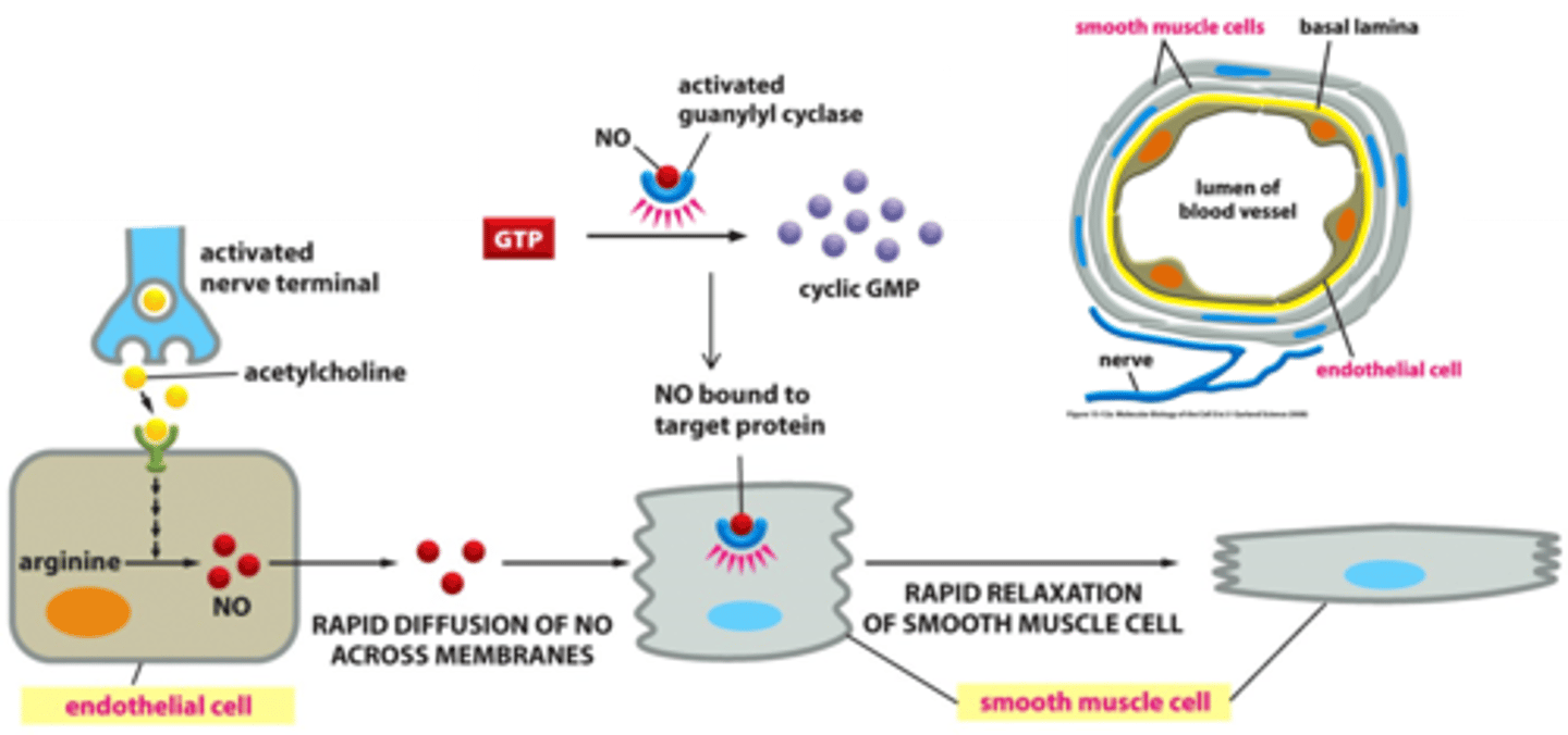<p>a gas released by the endothelial cells to promote blood flow</p>