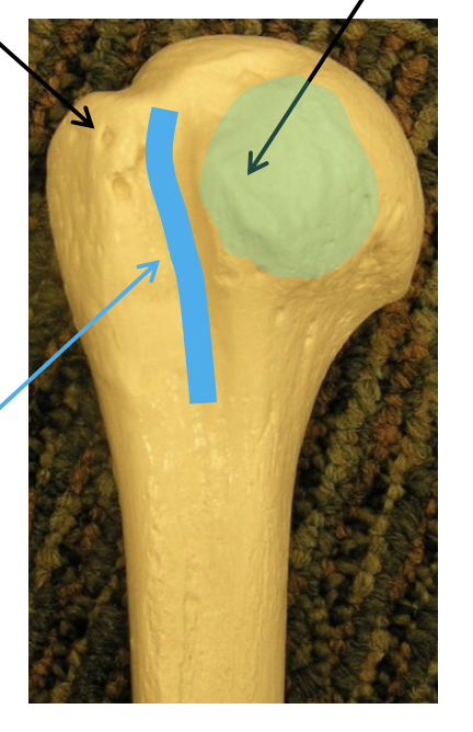 <p>Name the highlighted region.</p>