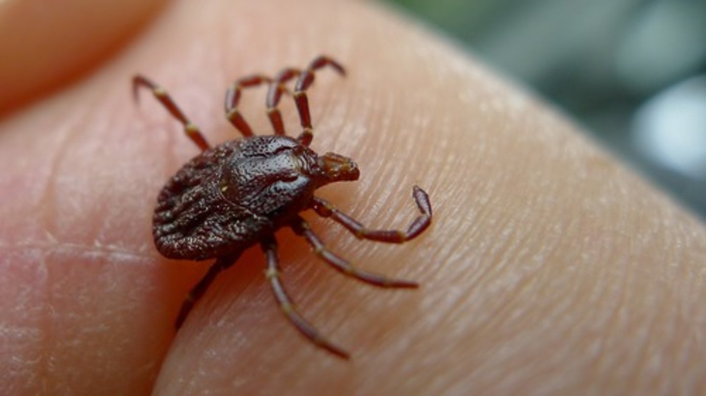 <p>what group does this organism belong to?</p>