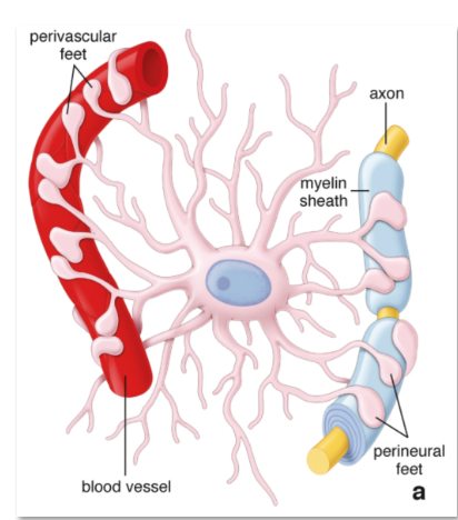 <p>ion channels and ion transporters, which enable them to regulate the ionic concentration of the extracellular fluid</p>