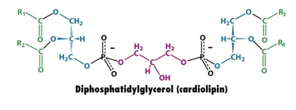 <ol><li><p>Glycerol backbone (central core)</p></li><li><p>4 fatty acid chains connected to carbons 1 and 2 of each chain via ester bonds</p></li><li><p>Two phosphate groups→ connected to central glycerol forming a diphosphatidylglycerol head group. </p></li></ol><p></p>