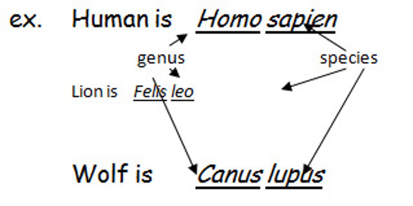 <p>-Using Linnaeus' binomial system of nomenclature, each species is assigned two-part name="scientific name"</p><p>-Genus (capitalized) + specific epithet (lower case) = species name</p><p>-Both always italicized or underlined</p>