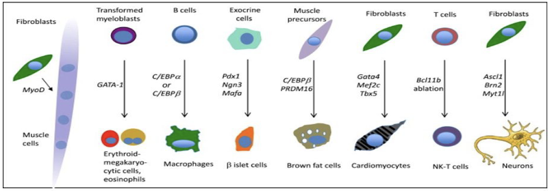 <ul><li><p><span style="color: rgb(255, 255, 255);"><span>Ability of a differentiated cell to become another type of differentiated cell without going through an embryonic step (e.g. unlike iPSCs)</span></span></p></li><li><p><span style="color: rgb(255, 255, 255);"><span>First done experimentally in 1987 but several cells have been generated since that time</span></span></p></li></ul><p></p>