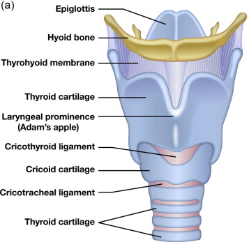 <p>a large cartilage of the larynx; a projection which forms the Adam’s apple in humans</p>