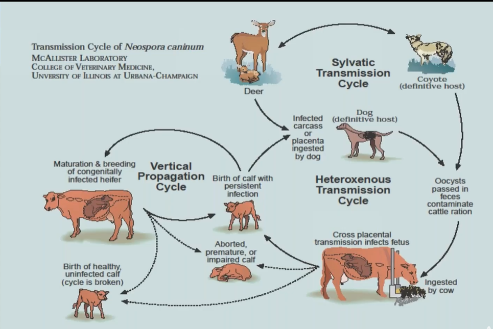 <p>Lifecycle of <strong>Neospora caninum. </strong></p><ol><li><p><strong>Definitive Host (Dog)</strong>:</p><ul><li><p>Dogs ingest tissue cysts from infected intermediate hosts (e.g., cattle).</p></li><li><p>intestine: sexual reproduction of parasite → oocyst → excreted in the feces → contaminates.</p></li></ul></li><li><p><strong>Intermediate Hosts (Cattle)</strong>:</p><ul><li><p>Cattle ingest sporulated oocysts from contaminated feed, water, or soil.</p></li><li><p><strong>Sporozoites</strong> are released and invade tissues, leading to the formation of tachyzoites.</p></li><li><p><strong>Tachyzoites</strong> → damage →  converts later into <strong>tissue cysts with bradyzoites</strong>, in nervous tissue + muscle.</p></li></ul></li><li><p><strong>Vertical Transmission in Cattle</strong>:</p><ul><li><p>Infected cows can transmit the parasite to their fetus via the placenta.</p></li><li><p>This vertical transmission can result in aborted, premature, or weak calves.</p></li></ul></li><li><p><strong>Wildlife Hosts (Sylvatic Cycle)</strong>:</p><ul><li><p>Deer and other wild animals can also act as intermediate hosts, maintaining the parasite's presence in the environment.</p></li></ul></li></ol><p></p>