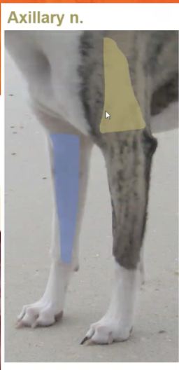 <p>Sensory: </p><ol><li><p>Lateral aspect of shoulder and brachium </p><p></p></li></ol><p>Motor: </p><ol><li><p>Deltoid </p></li><li><p>Teres major </p></li></ol><p></p>