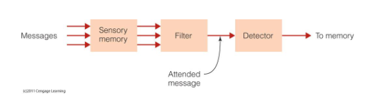 <p>Sensory memory: Holds all incoming information info in memory for a fraction of a second- transfers to filter </p><p>Filter: Identifies the message to be attended, dependent on physical characteristics- transfers to detector </p><p>Detector: Analysis of the content in the attended ear (meaning)- sends to short term memory</p><p>Short term memory: Holds info for 10–15 seconds, then passes to long-term memory for future access</p><p>Named as bottleneck theory because little information passes through filter </p><p>Early Selection Theory because filter eliminates unattended information early </p>