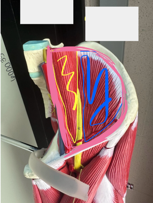 <p>What muscle is the yellow line indicating? What action does this muscle perform?</p>