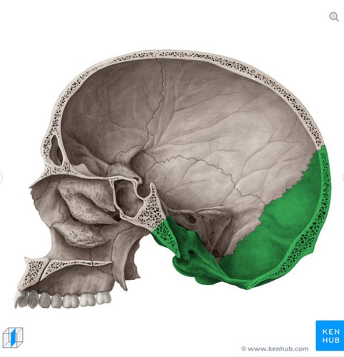 <p>What bone is this?</p>
