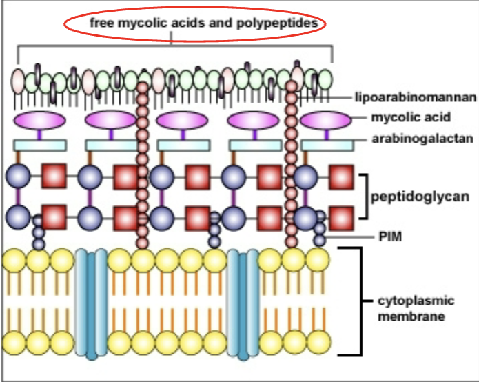 <p>unique lipid surface composed of long-chain fatty acids (mycolic acids). TB-specific drugs target mycolic acid synthesis. bind basic dyes, resist staining with many dyes. resistent to acids, alkali, drying. have hydrophobic surface: dyes bound upon use of heat & increase in staining time</p>