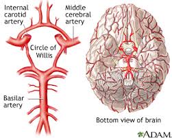 <p><strong>circle of Willis, </strong>an <strong>anastomosis</strong> that is remarkably like a traffic circle that sends off branches (in this case, arterial branches to the brain). As a rule, branches to the anterior portion of the cerebrum are normally fed by the internal carotid arteries; the remainder of the brain receives blood flow from branches associated with the vertebral arteries.</p>