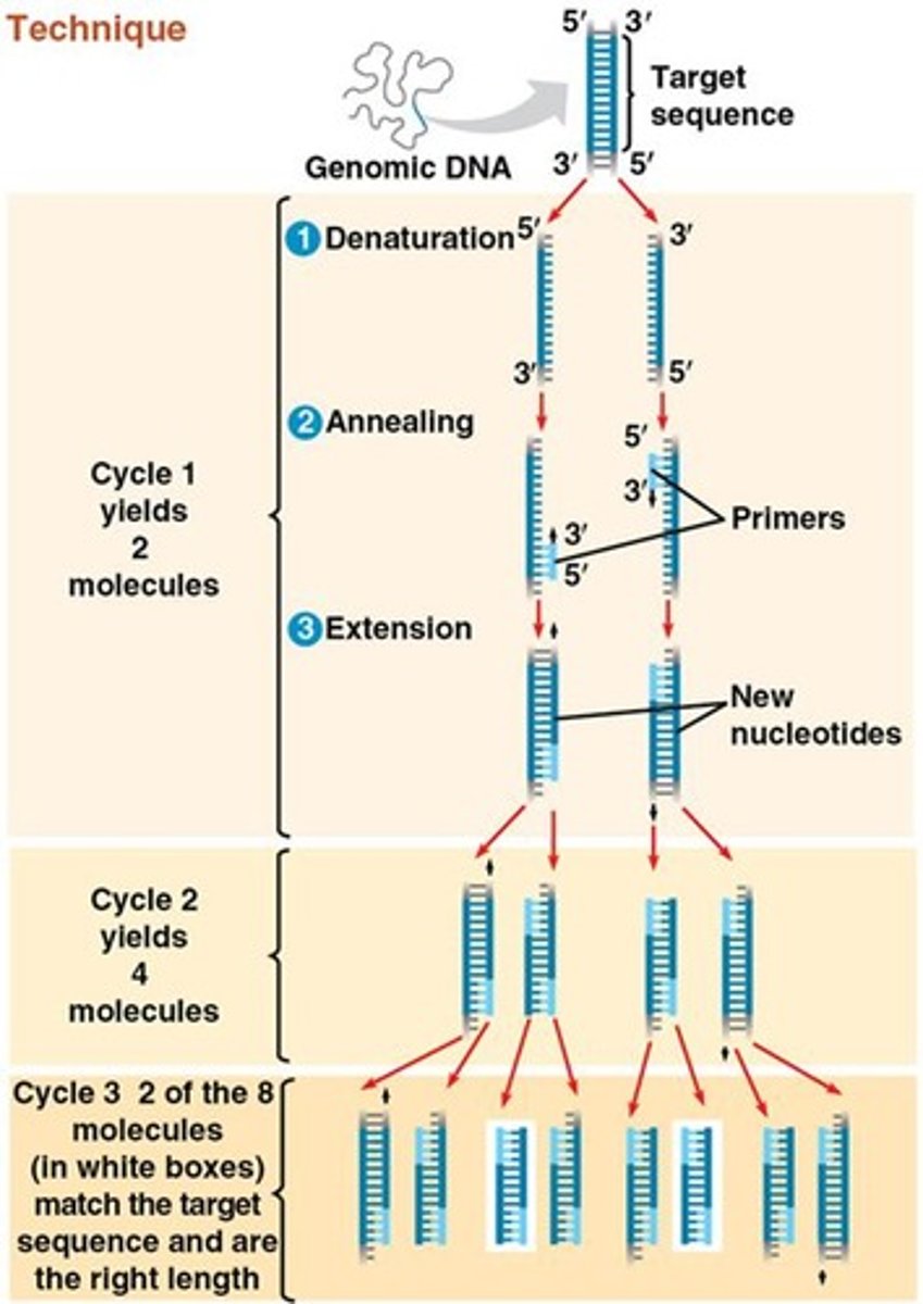 <p>Short sequences that flank the region of interest and initiate DNA synthesis.</p>