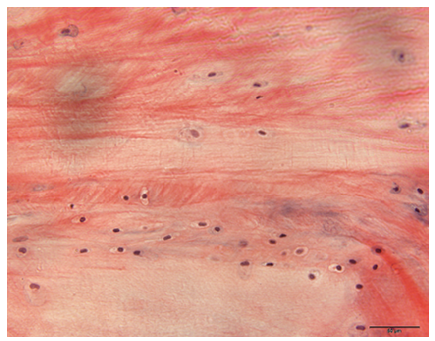 <p>What cartilage is this?</p>