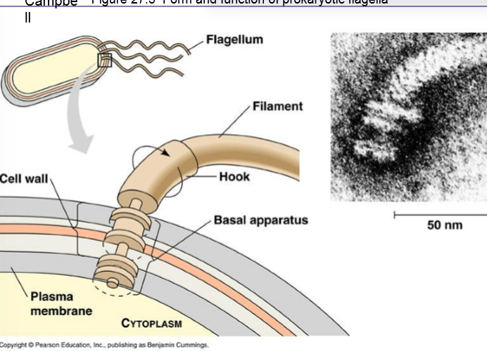 <ul><li><p>have motor that are embedded into their cell wall that rotate the cell</p></li><li><p>like a propellor and created forward motion</p></li></ul><p></p>