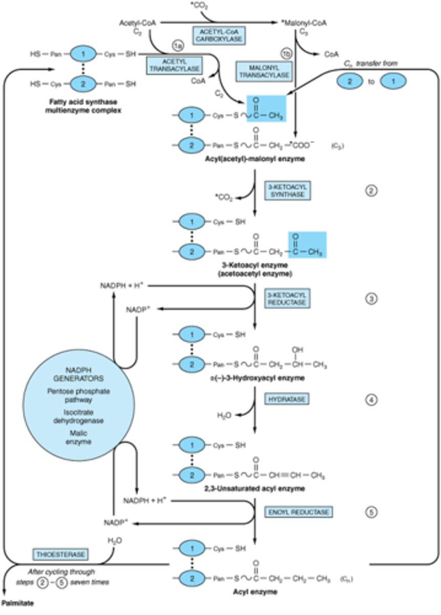 <p>It is absolutely necessary to be able to do this for the MCAT. And because it is so challenging to memorize all of this point blank, we've created our Metabolic Pathways Mastery Course: https://mcatselfprep.com/course/andrews-metabolic-pathways-mastery-course/</p>