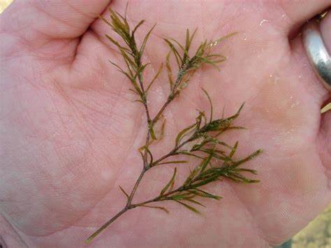 Southern Naiad