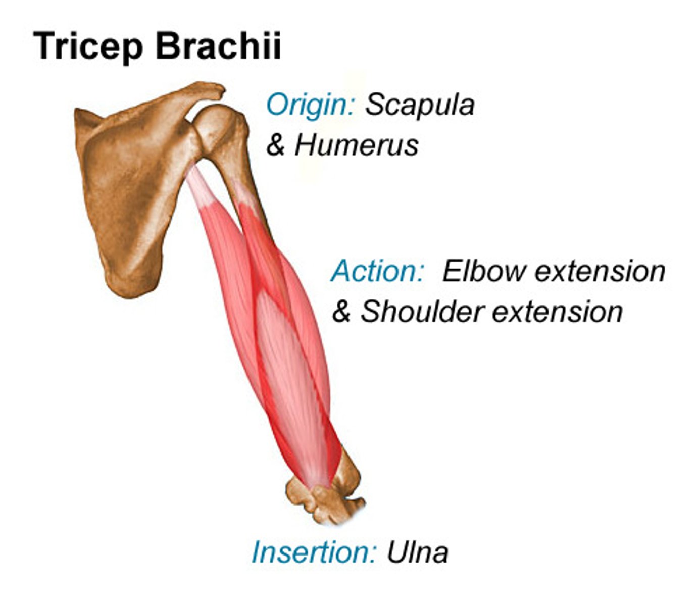 <p>Long head: inferior to glenoid cavity</p><p>Lateral head: lateral edge of superior humerus</p><p>Medial head: medial surface of mid-humerus</p>