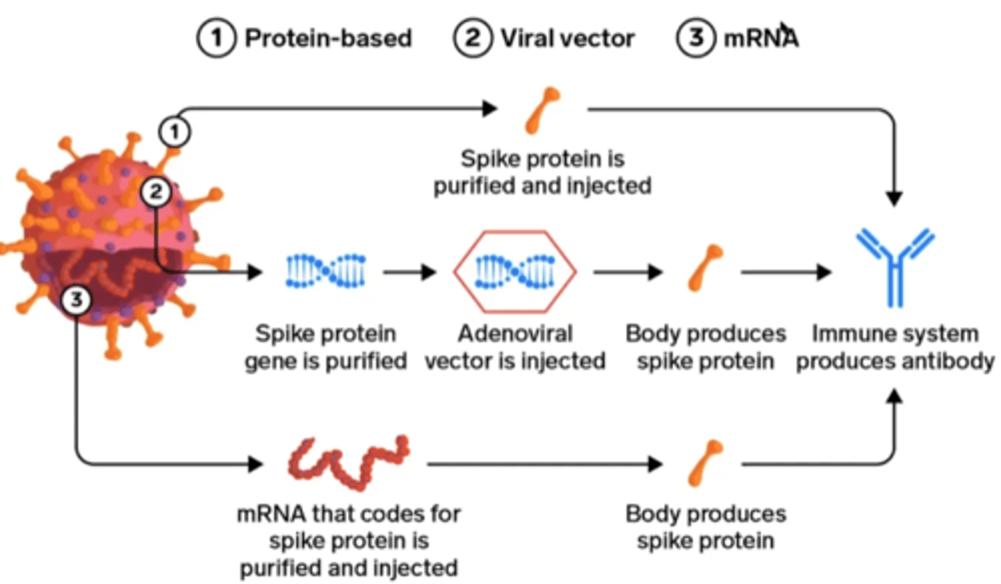 <p>1. Protein-based</p><p>2. Viral vector</p><p>3. mRNA</p>
