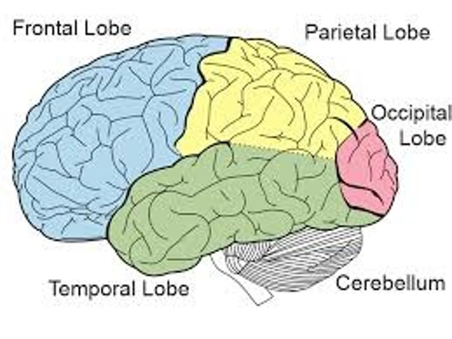 <p>the outer most layer of the brain (contains your lobes) - biggest part of the brain</p><p>example: auditory, sensory, cognitive, and visual information processing all fall under cerebral cortex in general (because auditory comes from [temporal], sensory [parietal], cognitive processing [frontal lobe], and visual information processing [occipital])</p>