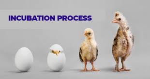 <p><span>incubation</span></p>