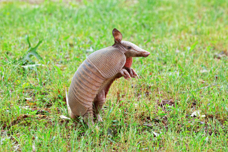 <p><em>Dasypus mexicanus</em></p>