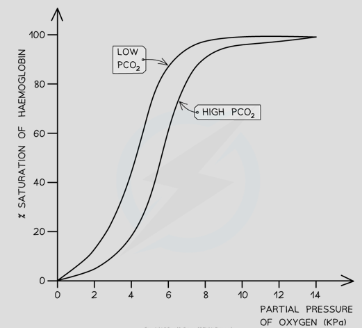 <p>Dissociation curve shifts to the right meaning at any given partial pressure of oxygen, the % saturation of haemoglobin is lower at higher levels of CO<sub>2</sub></p>