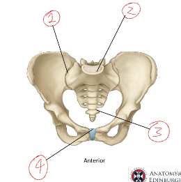 <p>Label the different joints in the pelvis</p>