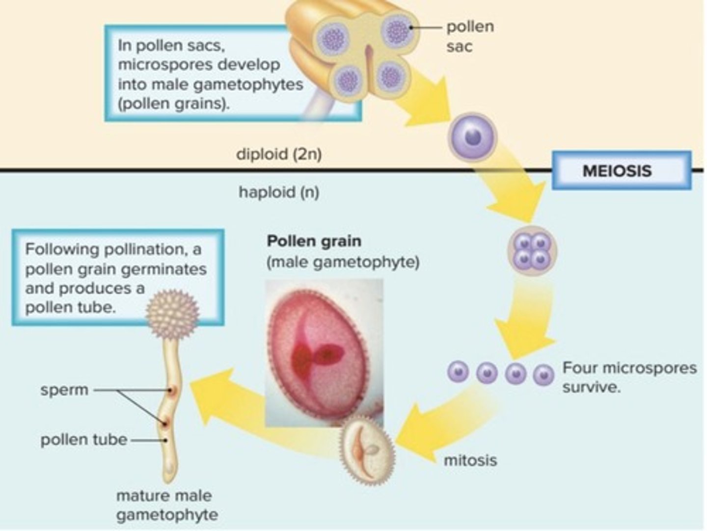 <p>A haploid spore that develops into a pollen grain.</p>