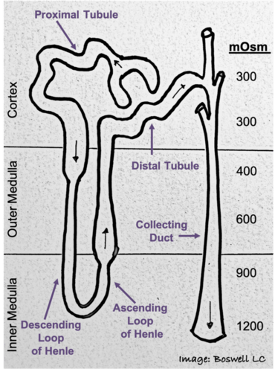 <p>1200 mOsm; within the inner medulla</p>