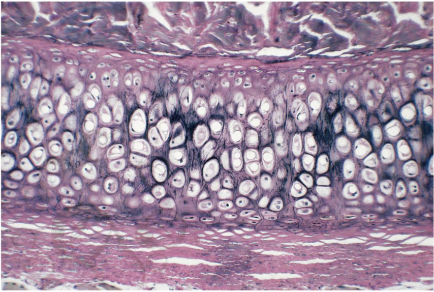 <p>what tissue is this </p>