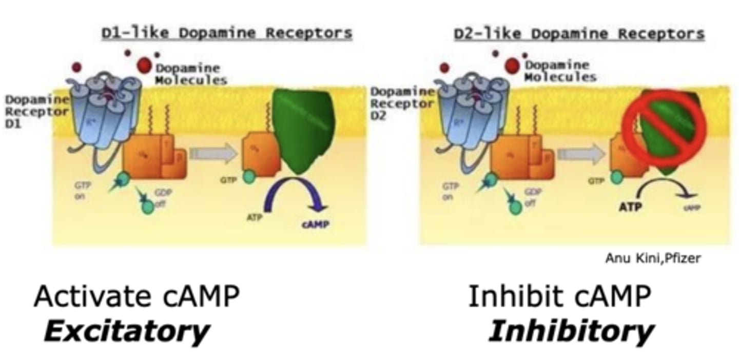 <p>G-protein coupled receptors</p>